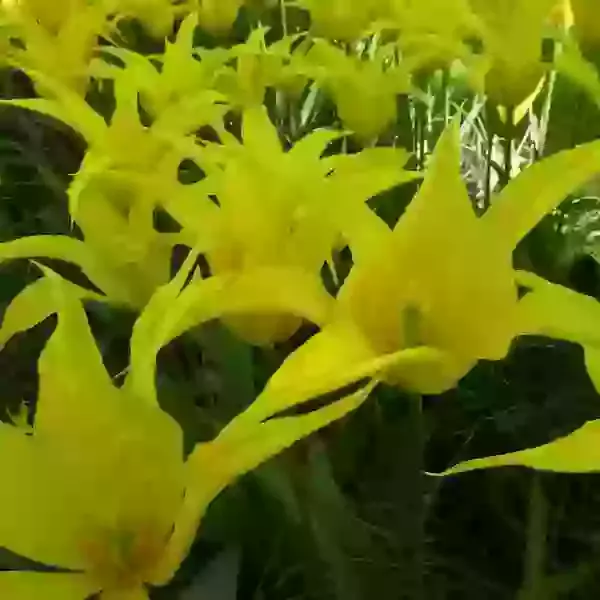 La Perla (lily flowered)